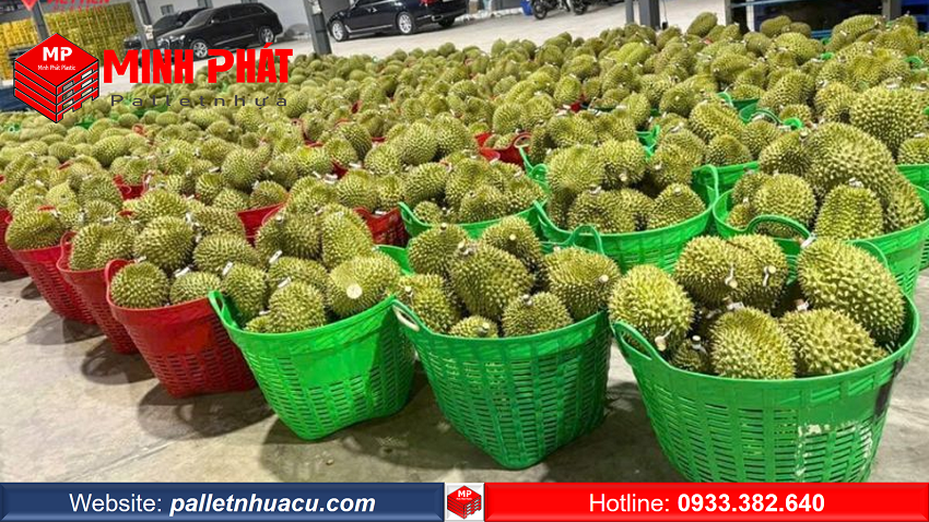 Sọt Cân Sầu Riêng Minh Phát – Lựa Chọn Tối Ưu