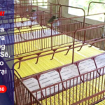 Pallet Nhựa Lót Chuồng Heo Sạch Sẽ, Bền Bỉ Cho Chuồng Trại