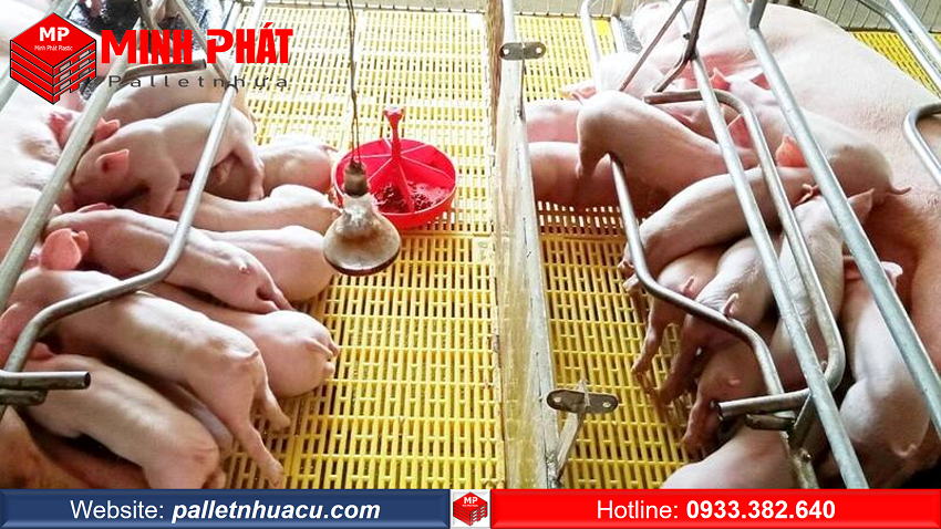 Pallet nhựa lót chuồng heo sạch sẽ, bền bỉ cho chuồng trại