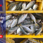 Sọt Nhựa Cà Mau Bảo Quản Hàng Hóa Hiệu Quả