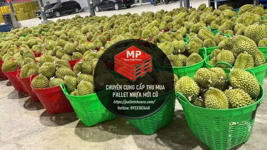 Pallet Nhựa Bù Gia Mập & Sọt Nhựa Sầu Riêng Minh Phát