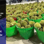 Sọt Nhựa Sầu Riêng Bình Phước Bền Bỉ, Chịu Lực Tốt