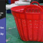 Cần Xé Nhựa Đồng Tháp Vào Mùa Thu Hoạch Trái Cây Nơi Đây