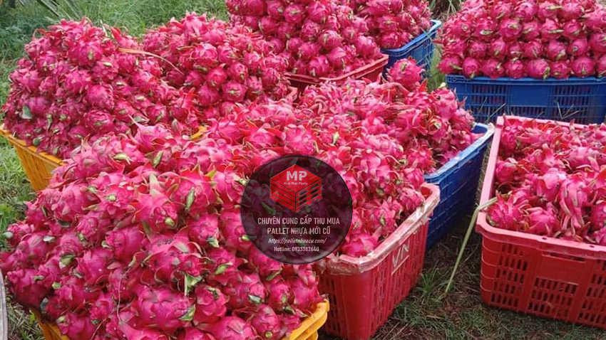 cần xé nhựa Đồng Tháp